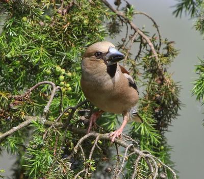 Appelvink - Hawfinch