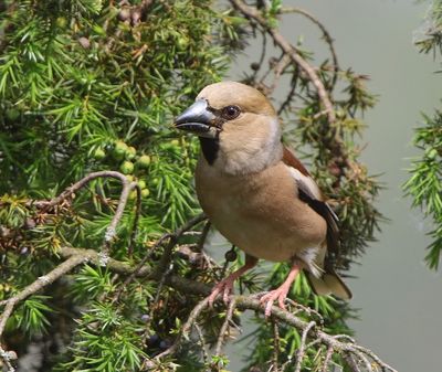 Appelvink - Hawfinch