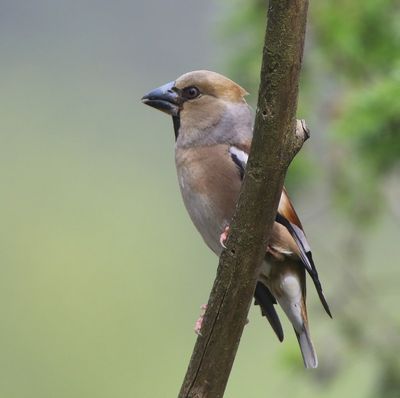 Appelvink - Hawfinch