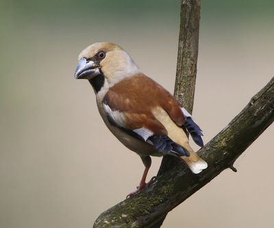 Appelvink - Hawfinch
