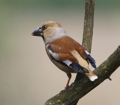 Appelvink - Hawfinch