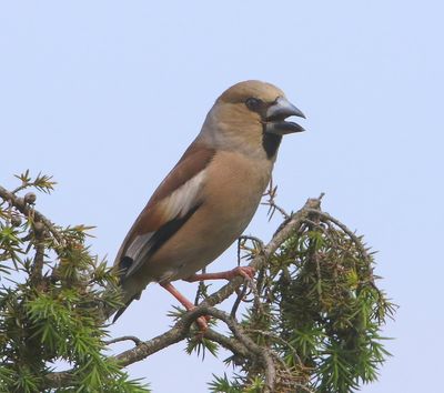 Appelvink - Hawfinch