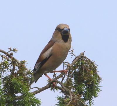 Appelvink - Hawfinch