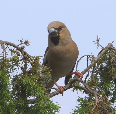Appelvink - Hawfinch