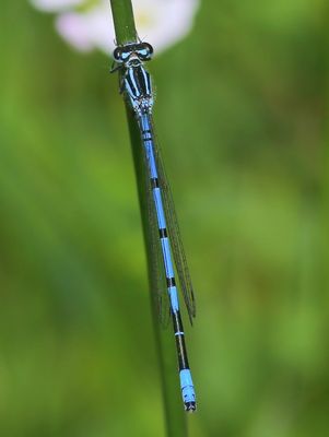 Azuurwaterjuffer - Azure Bluet