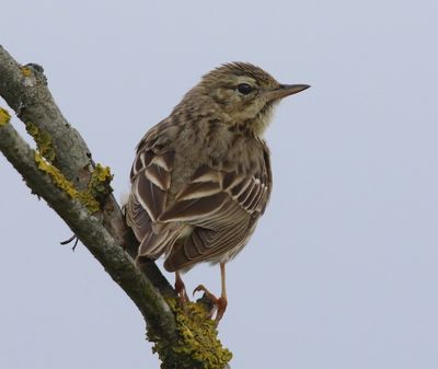 Boompieper - Tree Pipit