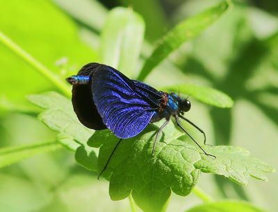 Bosbeekjuffer - Beautiful Demoiselle