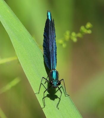 Bosbeekjuffer - Beautiful Demoiselle