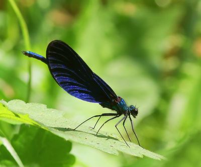Bosbeekjuffer - Beautiful Demoiselle