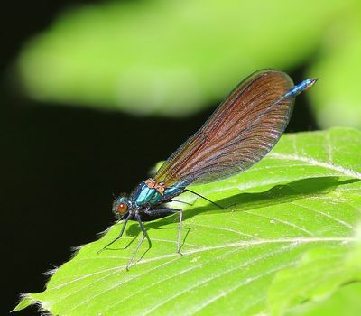 Bosbeekjuffer - Beautiful Demoiselle