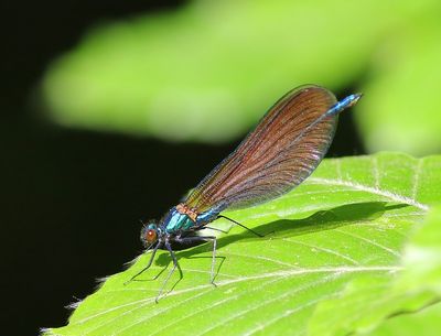 Bosbeekjuffer - Beautiful Demoiselle
