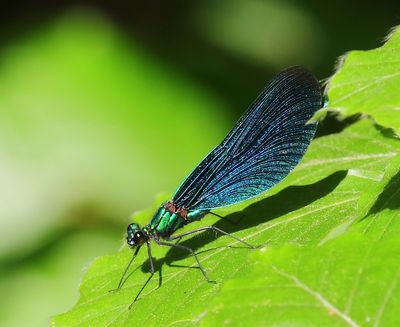 Bosbeekjuffer - Beautiful Demoiselle