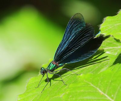 Bosbeekjuffer - Beautiful Demoiselle