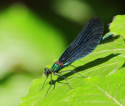 Bosbeekjuffer - Beautiful Demoiselle