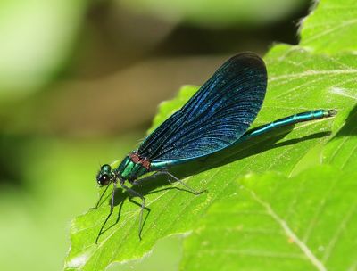 Bosbeekjuffer - Beautiful Demoiselle
