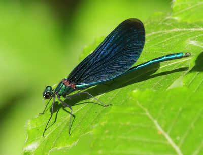 Bosbeekjuffer - Beautiful Demoiselle