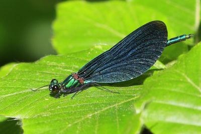 Bosbeekjuffer - Beautiful Demoiselle
