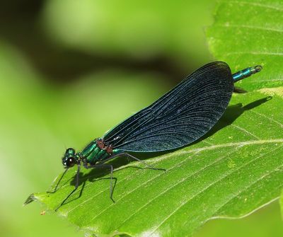 Bosbeekjuffer - Beautiful Demoiselle