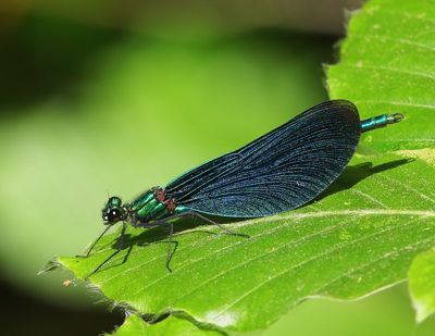 Bosbeekjuffer - Beautiful Demoiselle