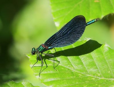 Bosbeekjuffer - Beautiful Demoiselle