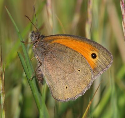 Bruin Zandoogje - Meadow Brown