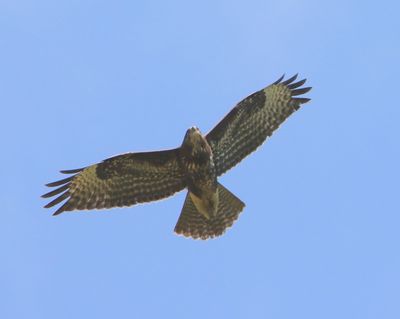 Buizerd - Common Buzzard