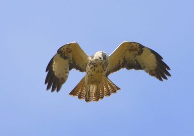 Buizerd - Common Buzzard