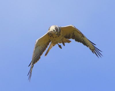Buizerd - Common Buzzard