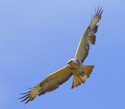Buizerd - Common Buzzard