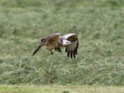 Buizerd - Common Buzzard