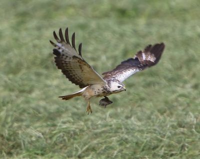 Buizerd - Common Buzzard