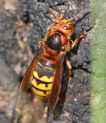 Hoornaar - Hornet