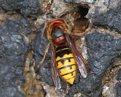 Hoornaar - Hornet