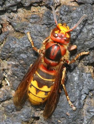 Hoornaar - Hornet