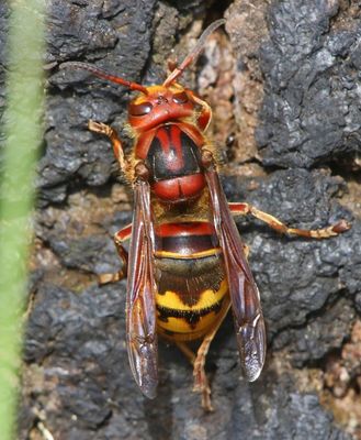 Hoornaar - Hornet