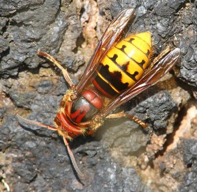 Hoornaar - Hornet