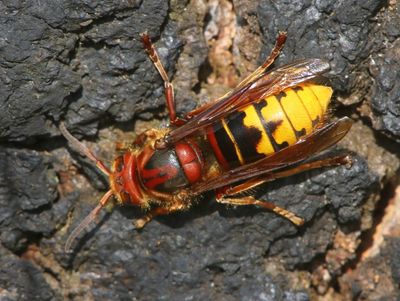 Hoornaar - Hornet