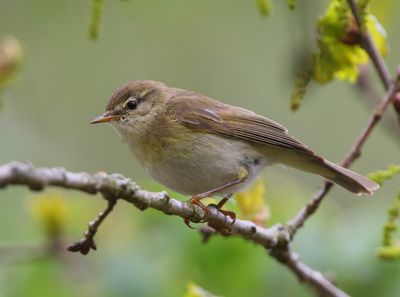 Fitis - Willow Warbler