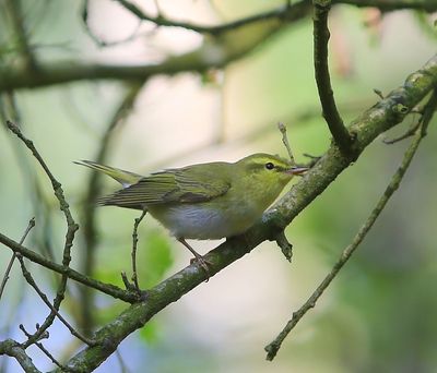 Fluiter - Wood Warbler