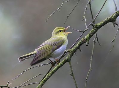 Fluiter - Wood Warbler