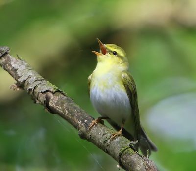 Fluiter - Wood Warbler