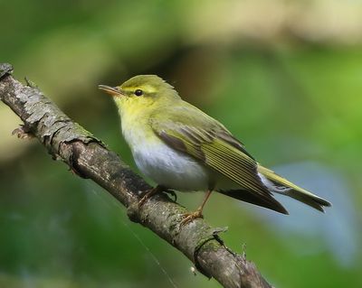 Fluiter - Wood Warbler