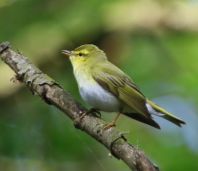 Fluiter - Wood Warbler