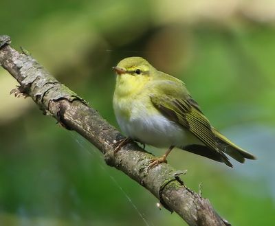 Fluiter - Wood Warbler