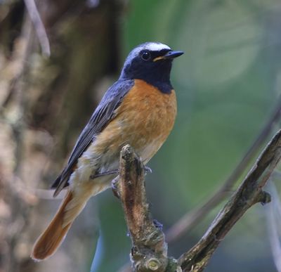 Gekraagde Roodstaart - Common Redstart