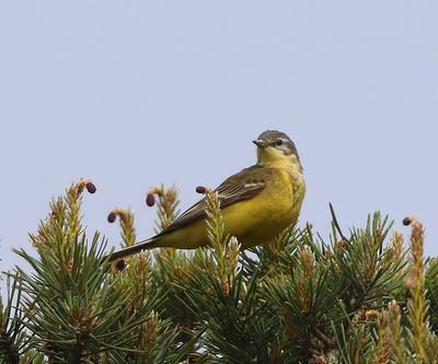 Gele Kwikstaart - Grey Wagtail