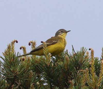 Gele Kwikstaart - Grey Wagtail