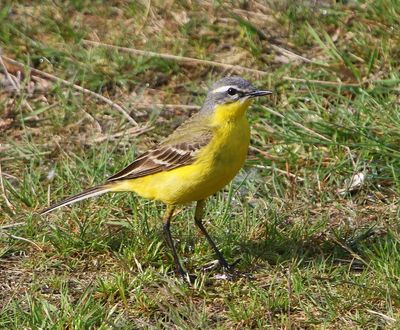 Gele Kwikstaart - Grey Wagtail