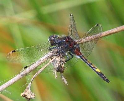Gevlekte Witsnuitlibel - Larger White-faced Darter