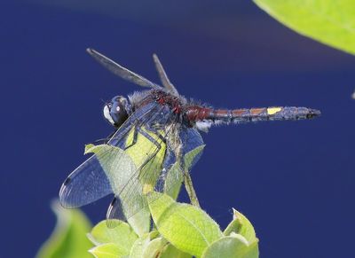 Gevlekte Witsnuitlibel - Larger White-faced Darter